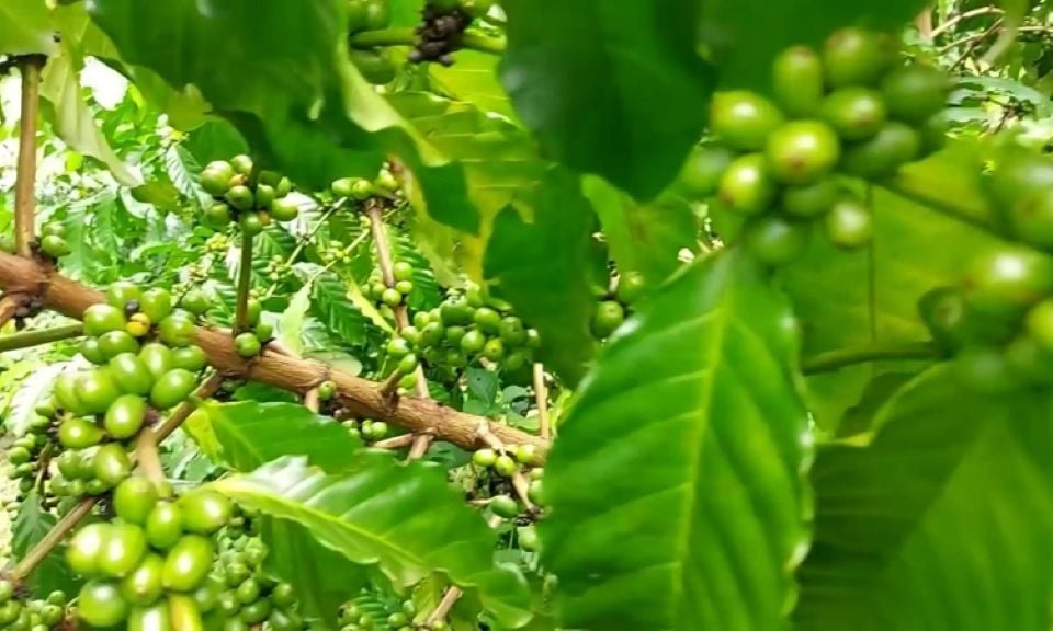 តម្លៃផលិតផលកសិកម្ម ថ្ងៃទី១៤ ខែកញ្ញា ឆ្នាំ២០២៥៖ កាហ្វេបន្តកើនឡើងខ្លាំង ម្រេចនៅតែមានស្ថិរភាព