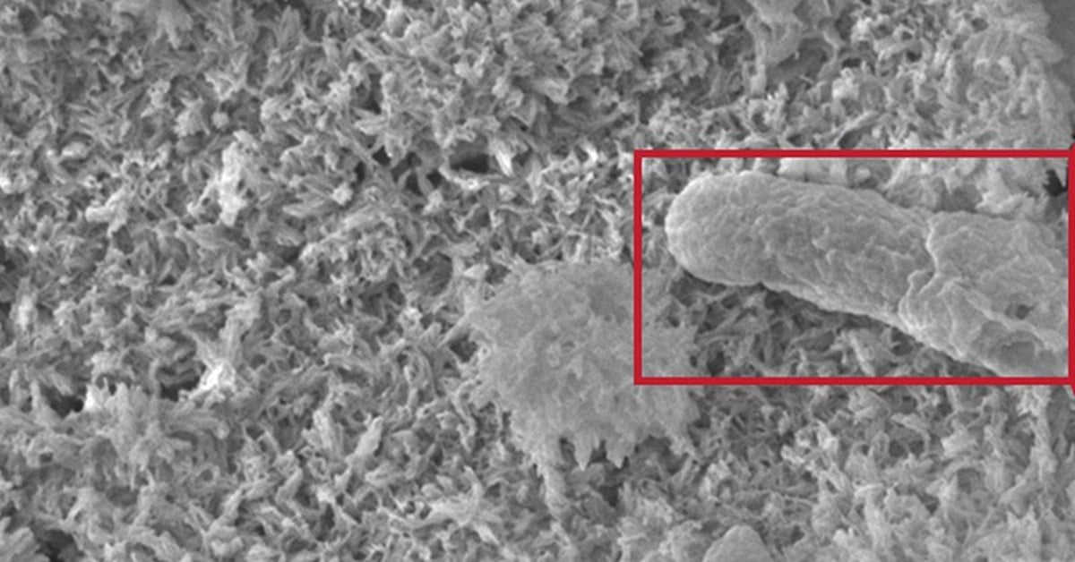 Tạo ra loại xi măng mới vừa xây nhà, vừa có thể thắp sáng hàng chục bóng đèn