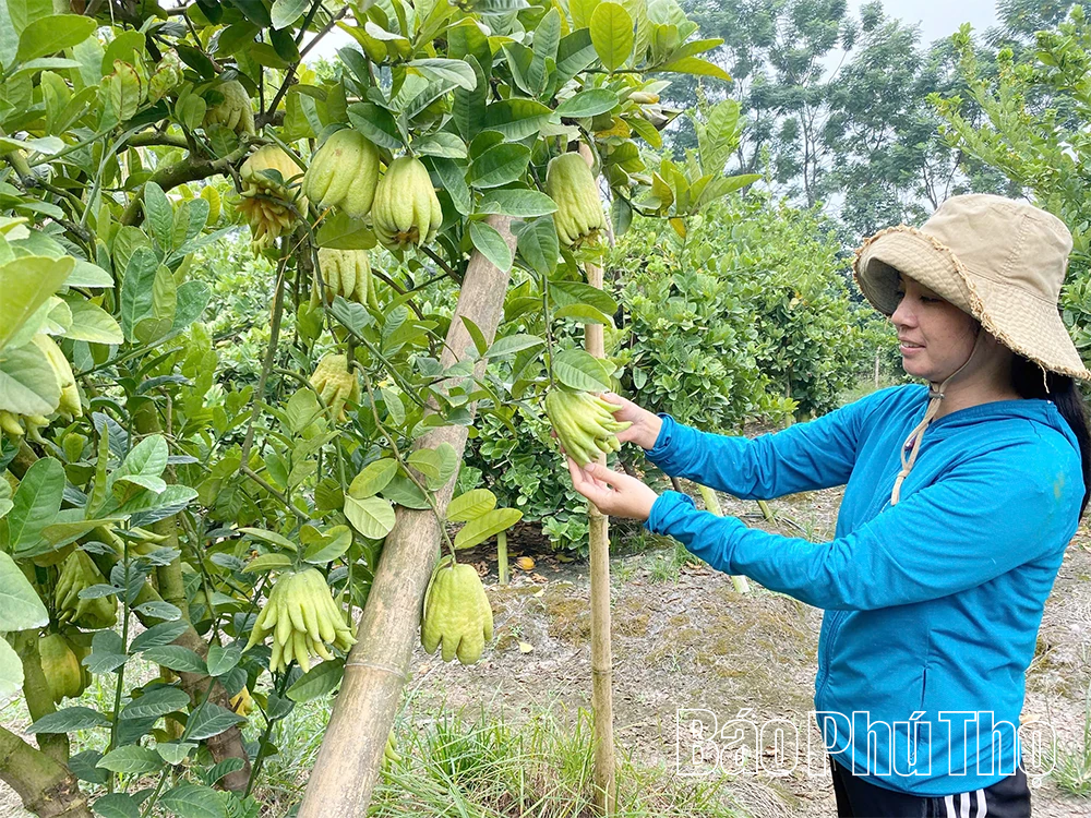 ប្រសិទ្ធភាពនៃផលិតកម្មកសិកម្មផ្តោតលើការតំរង់ទិសទំនិញ