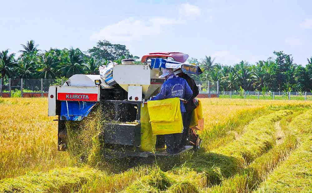 Ngành hàng lúa, gạo tiếp tục khẳng định vai trò “trụ đỡ” với diện tích, năng suất