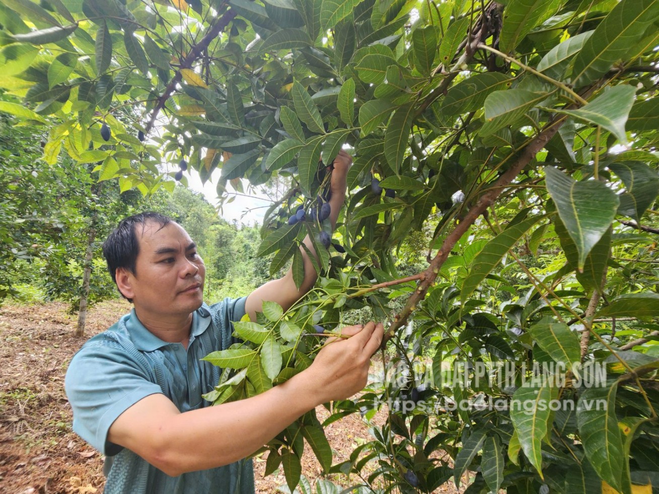 អាជីវករ​ចុះ​ពិនិត្យ​គុណភាព​ផ្លែ​កាណារីម​ខ្មៅ​នៅ​សួន​កាណារីម ភូមិ​ថាញ់​សឺន ឃុំ​ខាញ់​ខេ។