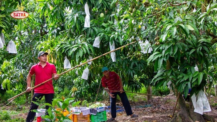 COFIDEC se zaměřuje na rozvoj oblastí s čistými surovinami v deltě Mekongu podle standardů GlobalGAP. (Foto: SATRA)