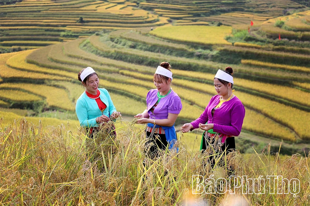 តំបន់ភ្នំនឹងរៀបចំពិធីបុណ្យ Terraced Field Festival រយៈពេល 2 ថ្ងៃ ថ្ងៃទី 18-19 ខែតុលា ឆ្នាំ 2025