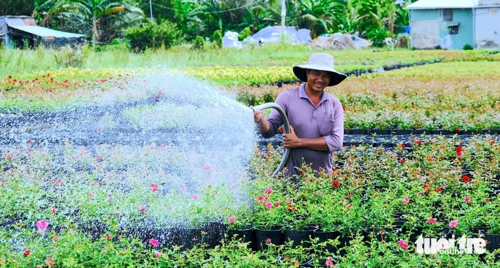 Làng hoa Sa Đéc tất bật vụ hoa Tết 2026, dự kiến cung ứng 1,2 triệu giỏ   - Ảnh 1.