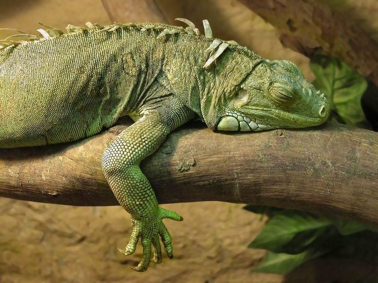 Có "con mắt thứ ba". Trên đỉnh đầu cự đà xanh có một “mắt” nhỏ, là bộ phận giúp cảm nhận ánh sáng và bóng động. Ảnh: Pinterest.