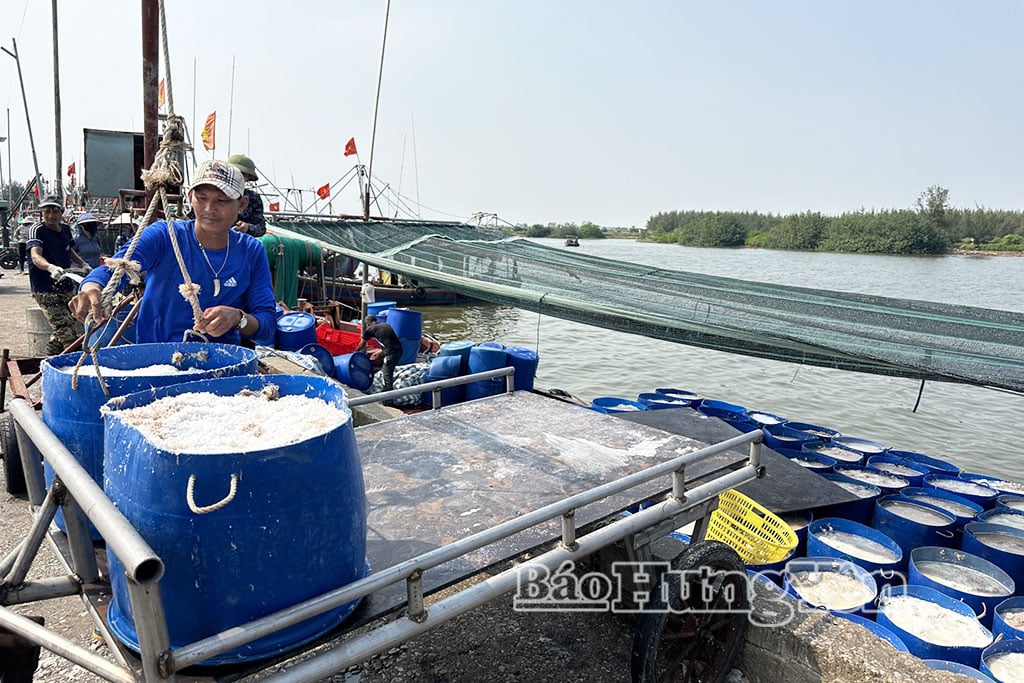 Nelayan di desa Quang Thinh mengeksploitasi udang laut.
