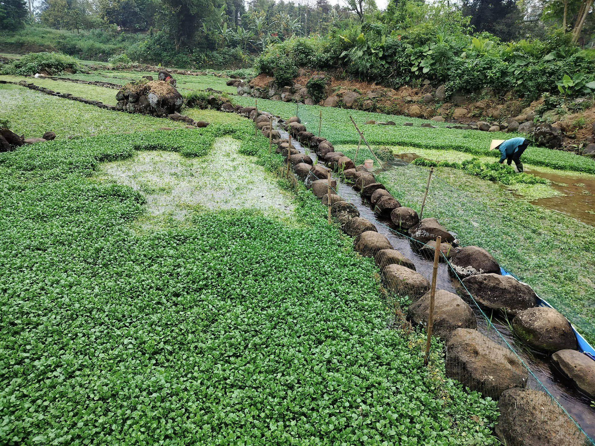 ឯកទេស Quang Tri 3.jpg