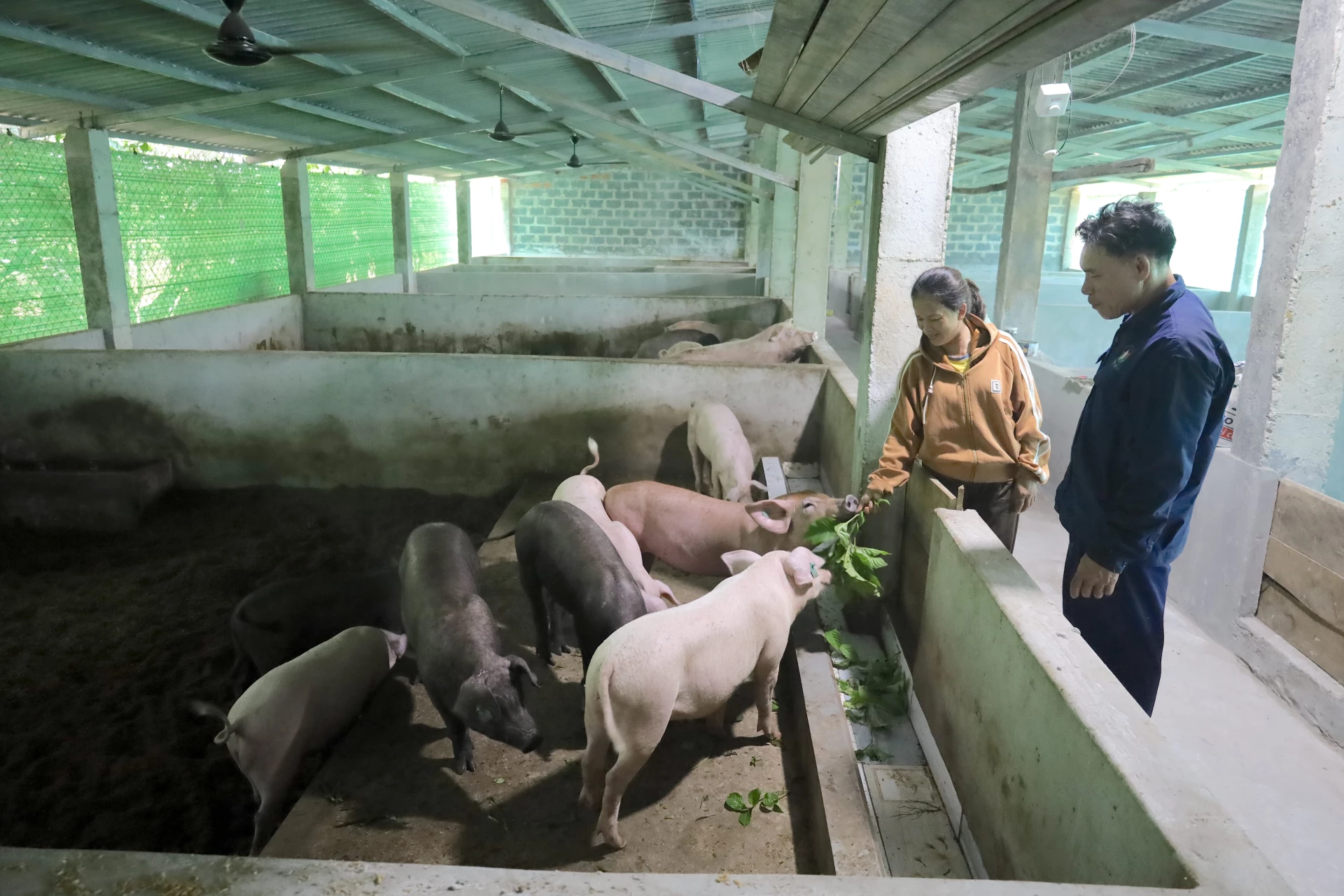 គំរូចិញ្ចឹមជ្រូកសរីរាង្គ Que Lam របស់គ្រួសារលោក Nguyen Van Ngo នៅឃុំ Truong Phu - រូបថត៖ Q.N