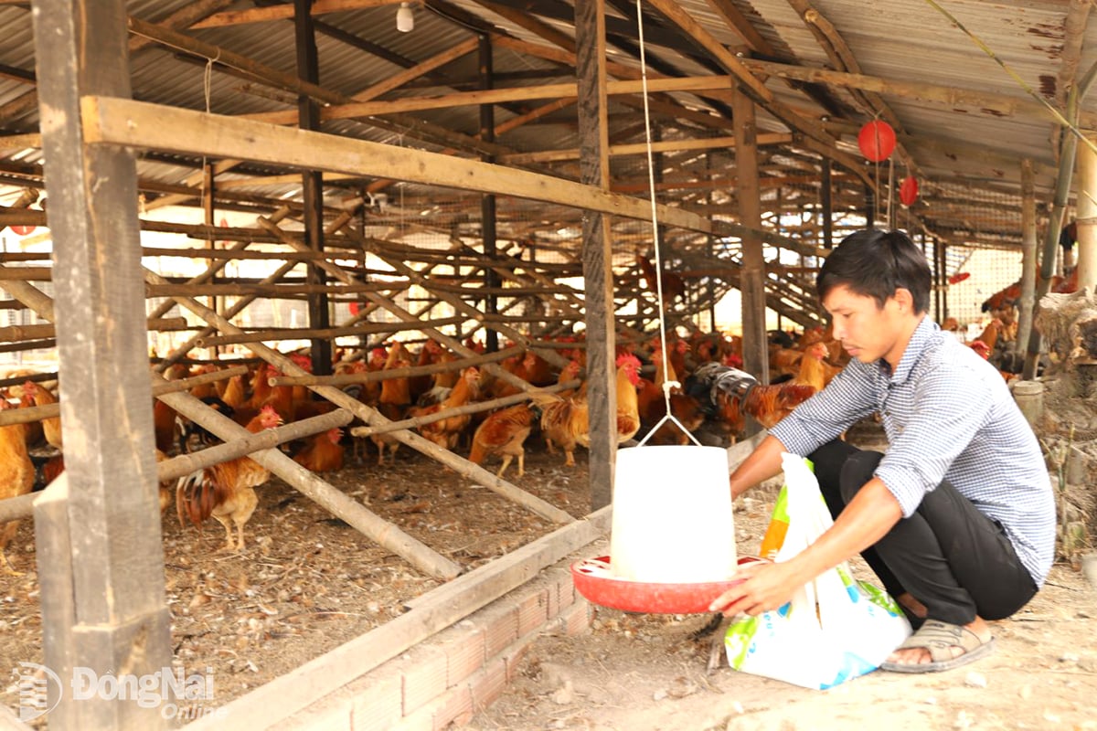 ការ​បង្កាត់​ពូជ​មាន់​មាន​តម្រូវ​ការ​ខ្ពស់ ហើយ​តម្លៃ​ក៏​ឡើង​ថ្លៃ។ ក្នុងរូបថត៖ កសិដ្ឋានចិញ្ចឹមមាន់នៅឃុំ Xuan Hoa ខេត្ត Dong Nai។ រូបថត៖ B.Nguyen  