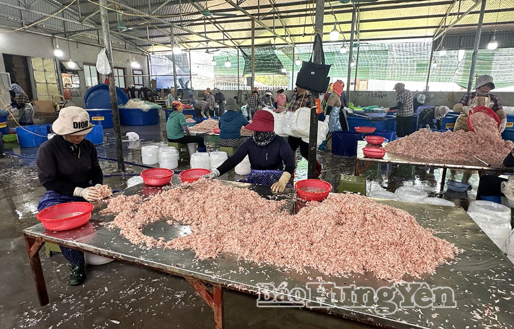 Fasilitas pengolahan udang desa Quang Thinh.