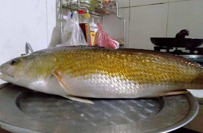 お腹の中に宝物を宿す貴重な魚、ベトナムにはそんな魚がたくさんいる