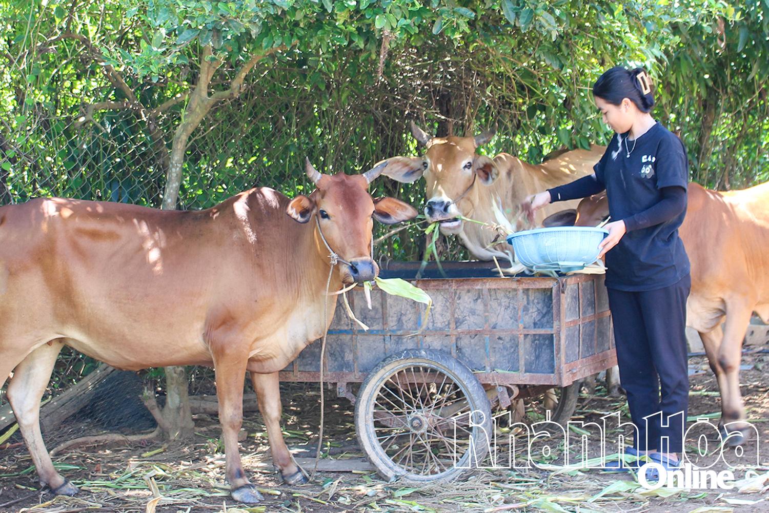 អ្នកស្រី Cao Thi Nhiem (ភូមិ Ba Dui ឃុំ Bac Khanh Vinh) ចិញ្ចឹមគោរបស់គ្រួសារគាត់។