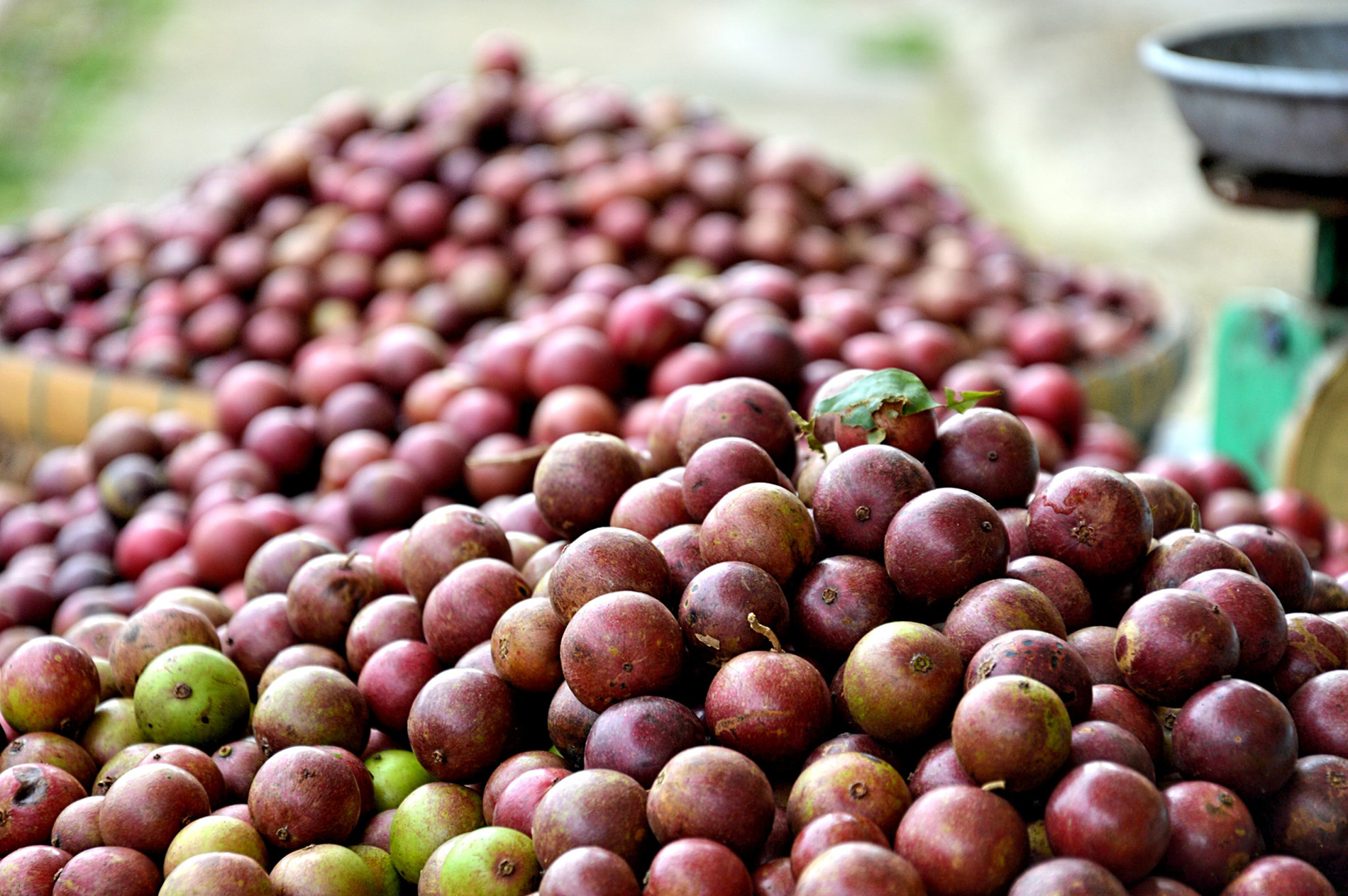 persimmon fruit ដួងវៀតអាញ់ ១.jpg
