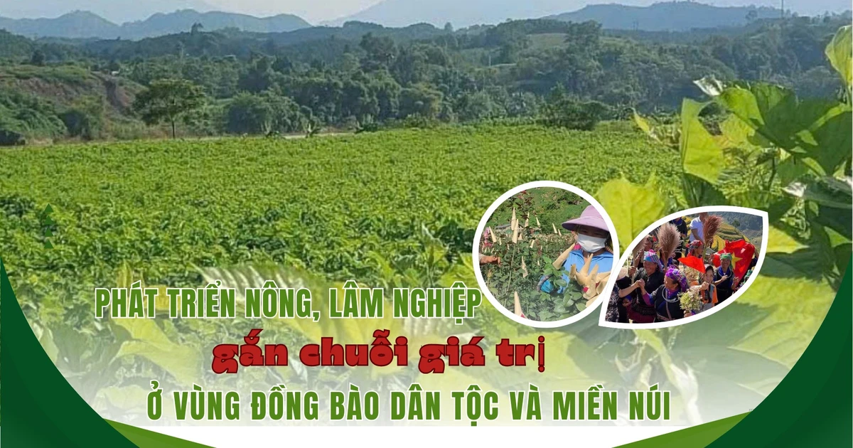 Phát triển nông, lâm nghiệp gắn chuỗi giá trị ở vùng đồng bào dân tộc và miền núi