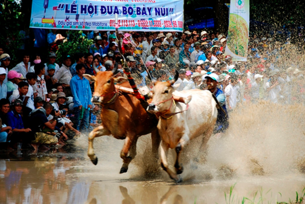 Hội Đua bò Bảy Núi lần thứ 30