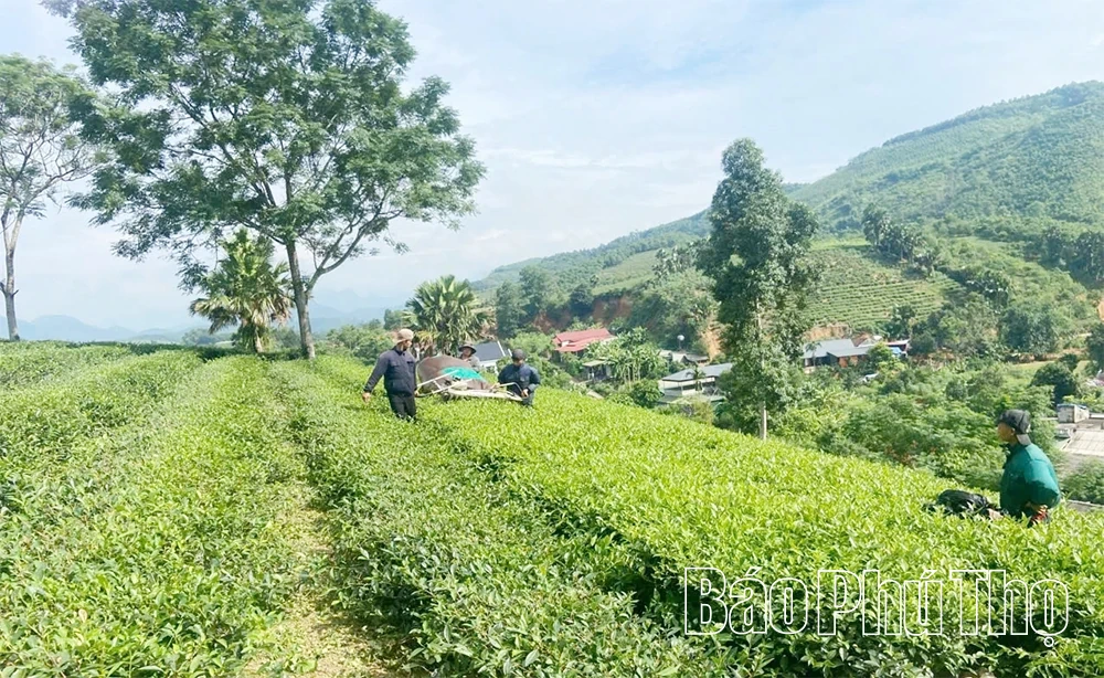 រសជាតិនៃតែ Hoang Van