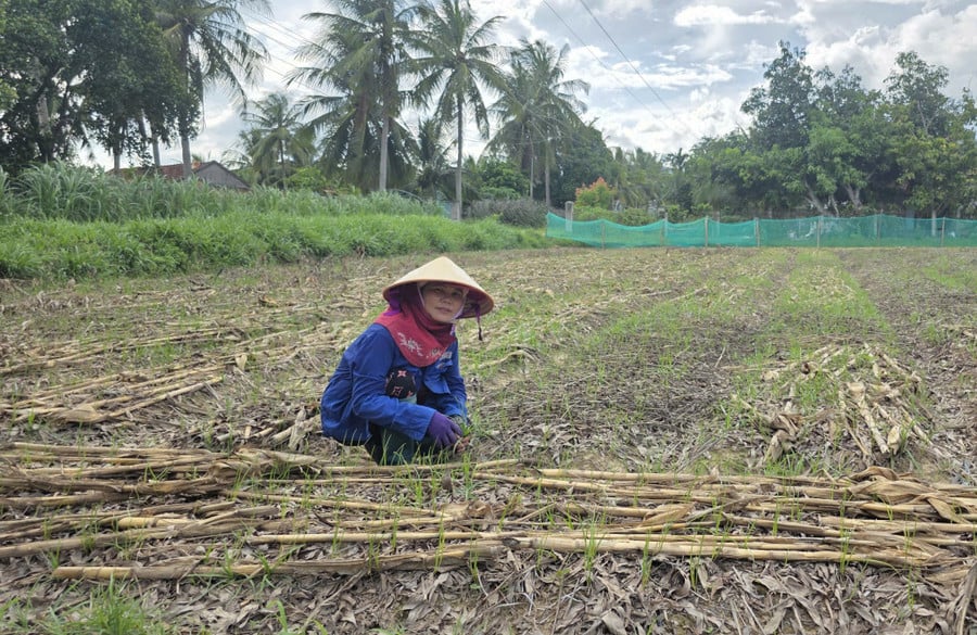 nguyen-thi-loan.jpg