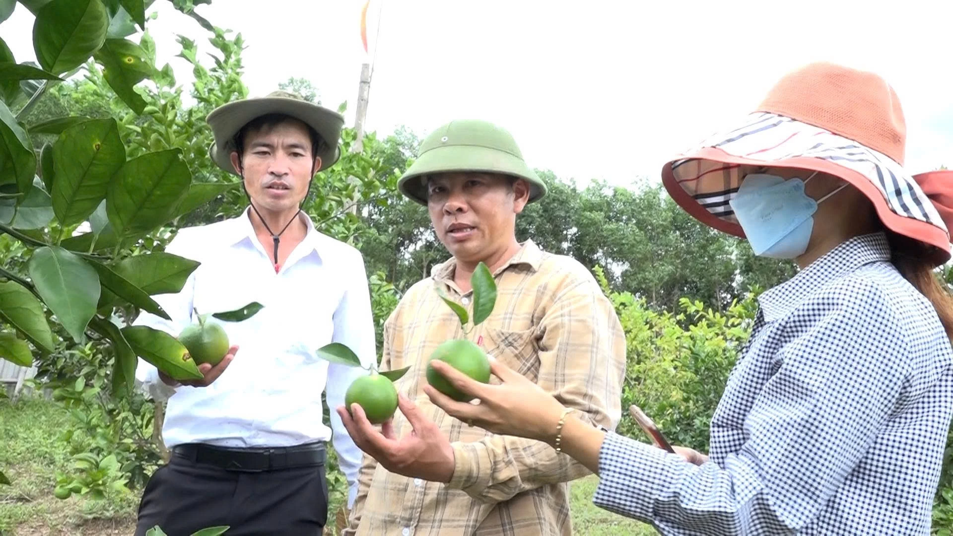 គំរូដាំក្រូចសរីរាង្គនៅភូមិ Thuong Phuoc ឃុំ Trieu Phong នាំមកនូវប្រាក់ចំណូលខ្ពស់ - រូបថត៖ N.V
