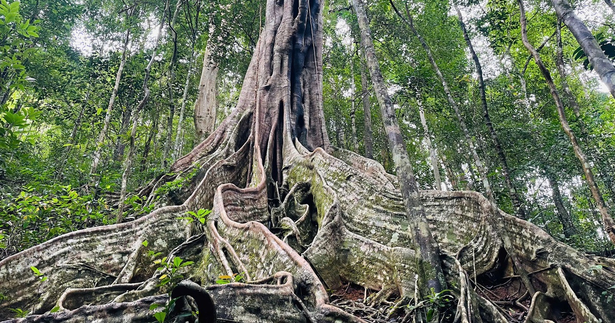6 cây đa cổ thụ giữa rừng Kon Ka Kinh là cây di sản Việt Nam