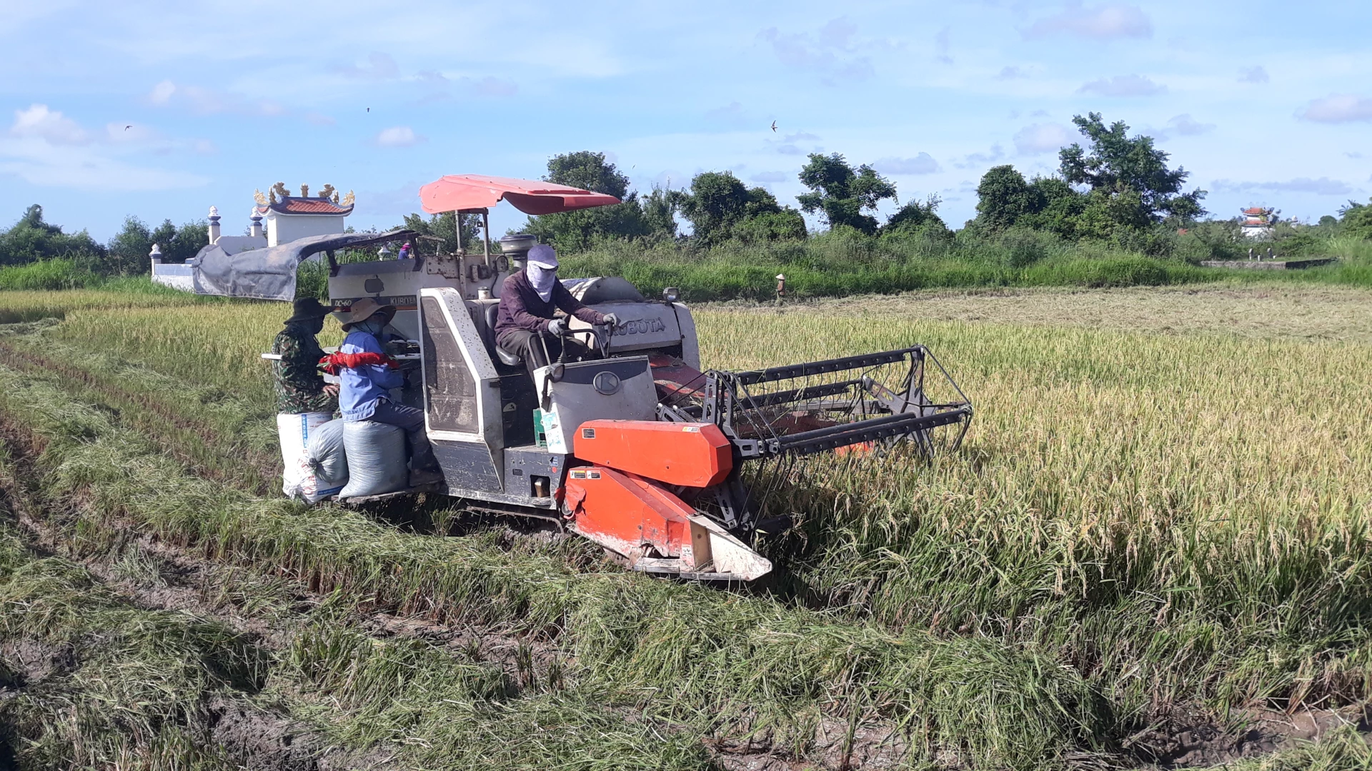ប្រជាជនឃុំ Trieu Phong ប្រមូលផលស្រូវរដូវក្តៅ-រដូវស្លឹកឈើជ្រុះ - រូបថត៖ N.V