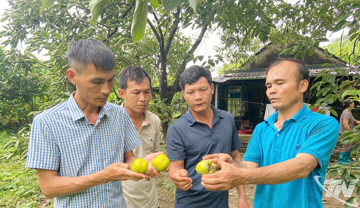 ជាមួយនឹងតម្លៃសេដ្ឋកិច្ចខ្ពស់ ដើមឬស្សីកំពុងត្រូវបានស្រាវជ្រាវ និងបន្តពូជដោយមនុស្សជាច្រើន។