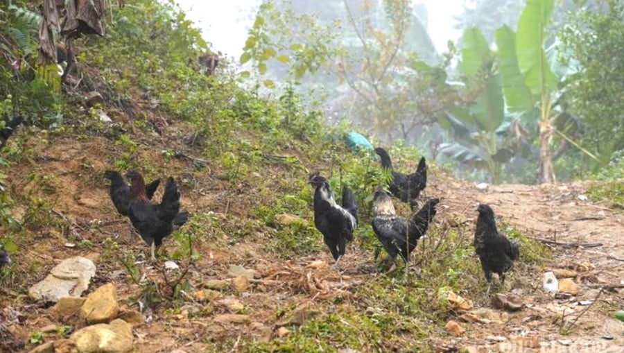 Đàn gà đen khỏe mạnh đang mải miết kiếm ăn dưới chân đồi.