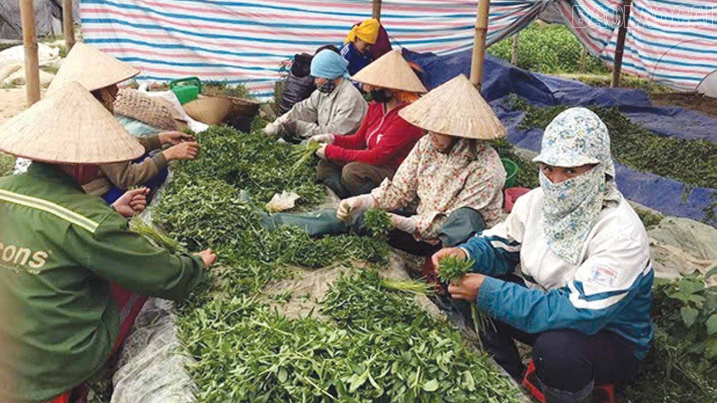 baolaocai-tr_6-3642-7544.jpg