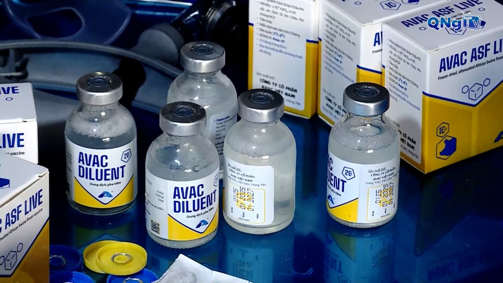 Vaccine dịch tả heo châu Phi 