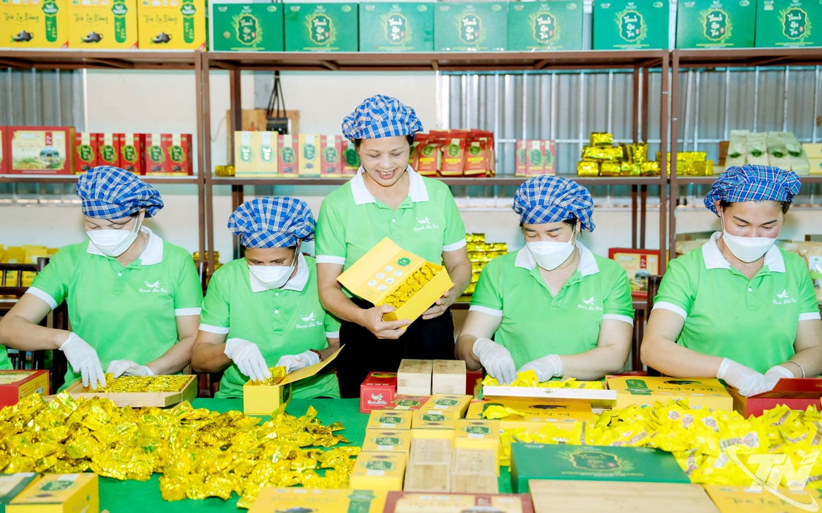 ជាមួយនឹងយន្តការ និងគោលនយោបាយគាំទ្រជាក់លាក់ជាច្រើន សហករណ៍តែមានឱកាសពង្រីកទំហំរបស់ពួកគេ និងបង្កើនប្រសិទ្ធភាពផលិតកម្ម។ នៅក្នុងរូបថត៖ ការវេចខ្ចប់ផលិតផលនៅសហករណ៍ La Bang Tea។