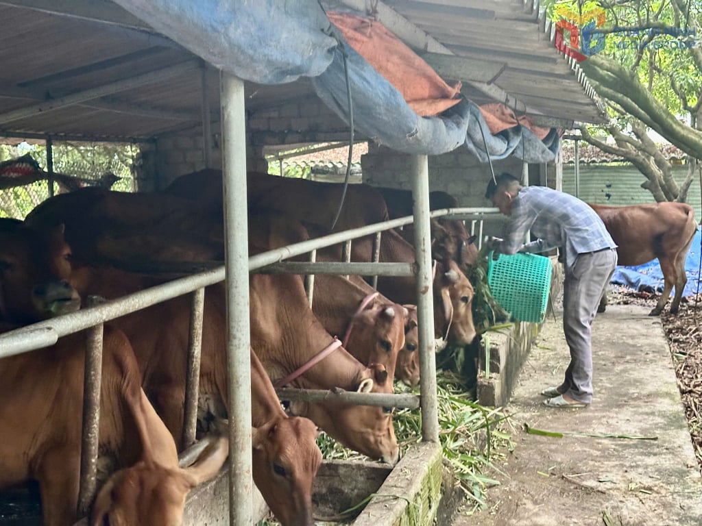 Kuhzuchtmodell von Herrn Truong Van Dai, ethnische Gruppe der Dao, Dorf Khe Su 1, Bezirk Yen Tu. Foto: Cao Quynh