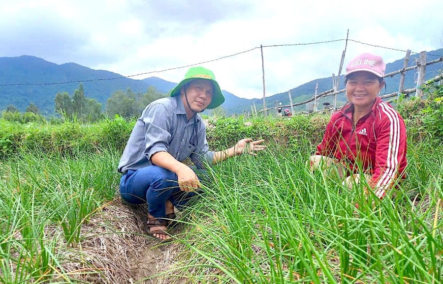 mo-hinh-san-xuat-cay-kieu-dat-chuan-vietgap-cua-14-ho-dan-o-xa-phu-my-tay.jpg