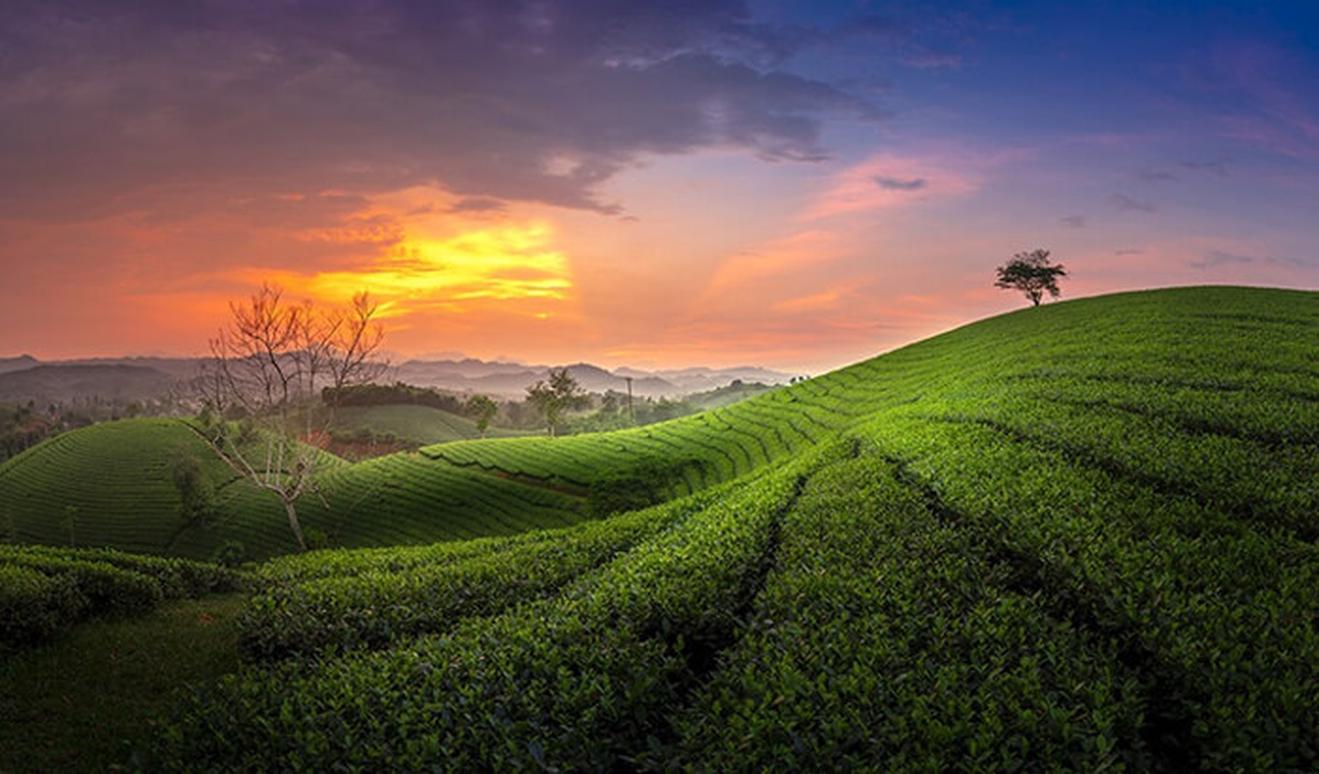 Trải nghiệm du lịch nông thôn gắn với văn hoá trà