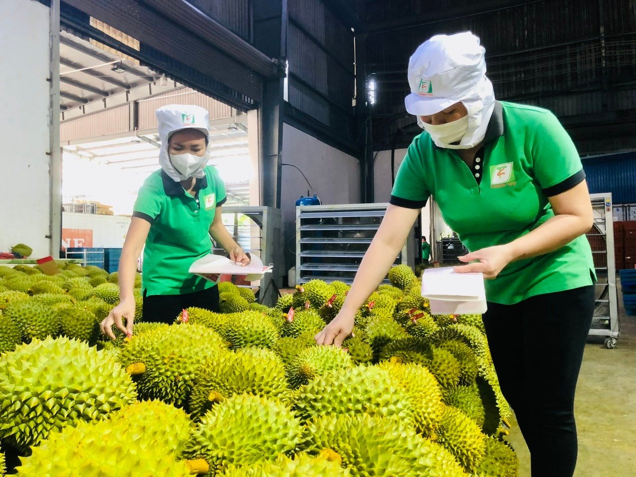 Giá sầu riêng hôm nay 19/9: Xuất khẩu lập kỷ lục