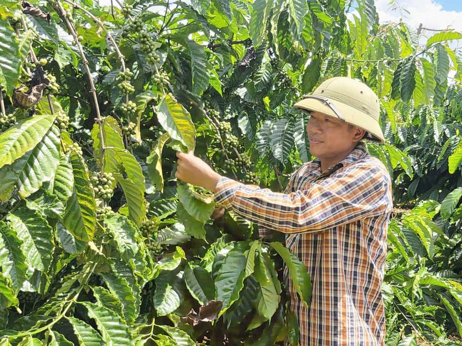 Nhờ sử dụng chế phẩm IMO, vườn cà phê của gia đình ông Nguyễn Văn Thiện phát triển xanh tốt, năng suất cao. Ảnh: Lê Nam