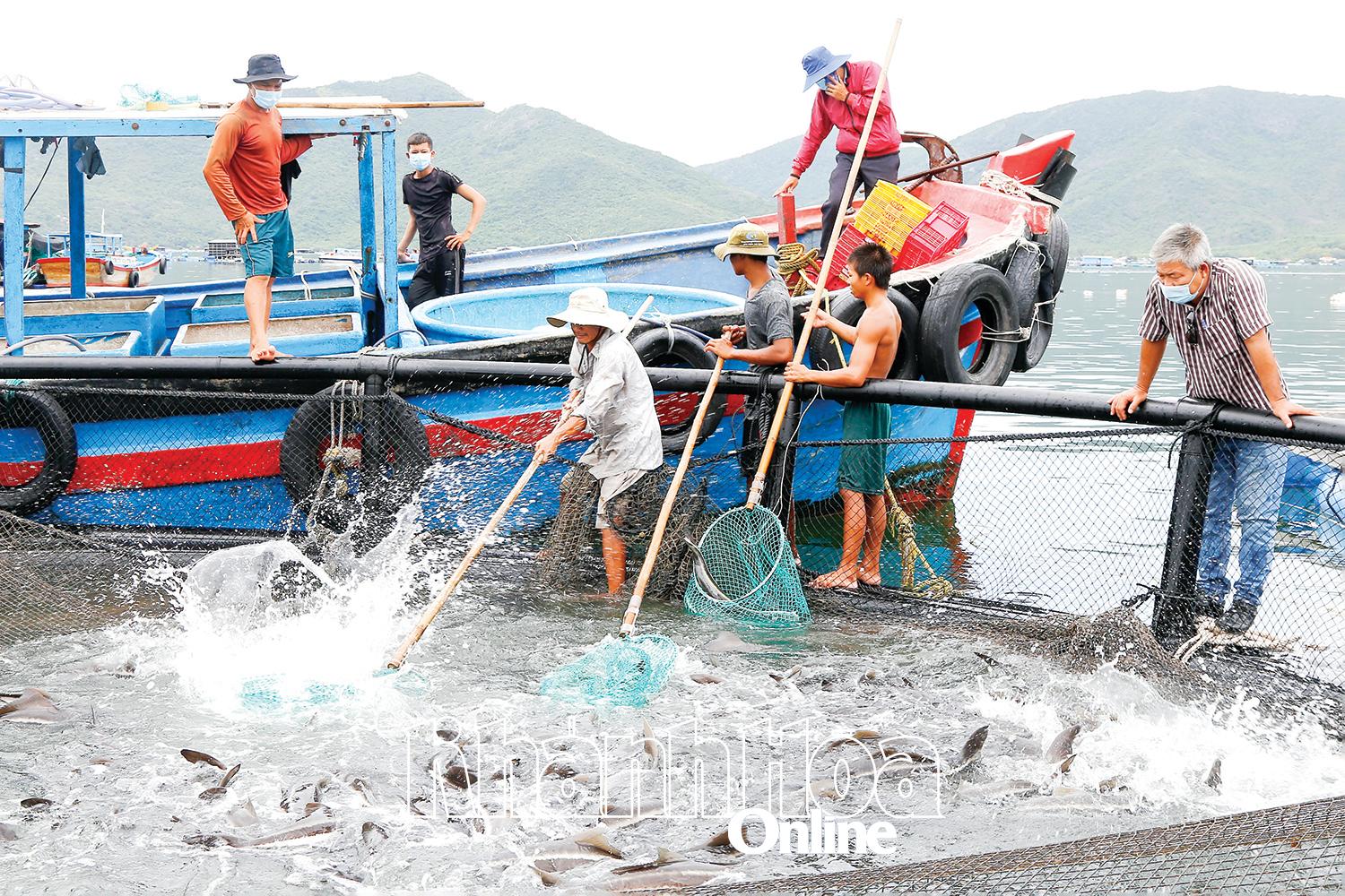 ប្រជានេសាទនៅឃុំ Dai Lanh ប្រមូលផលត្រីដែលចិញ្ចឹមក្នុងទ្រុងមូល HDPE ។ រូបថត៖ BICH LA