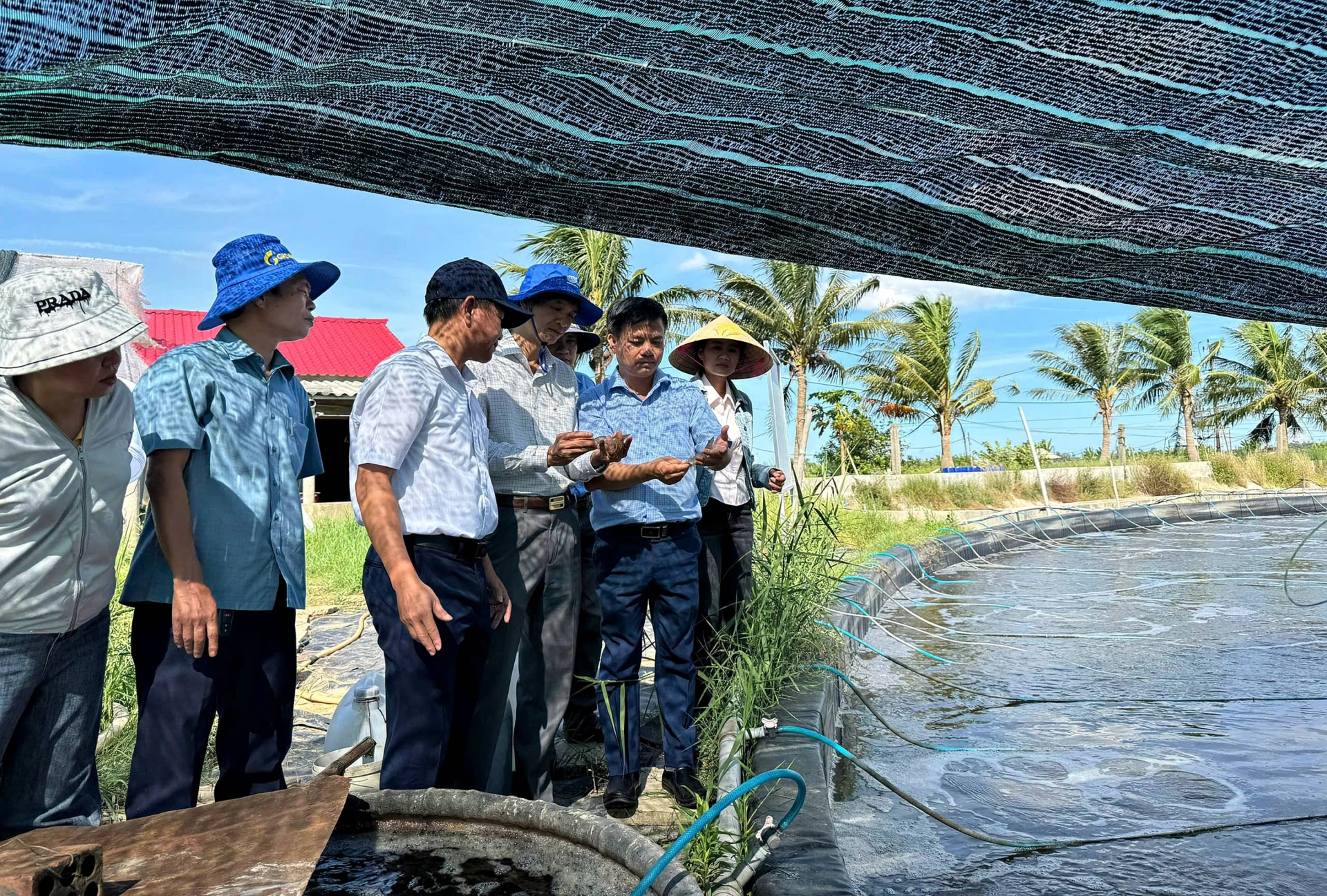 គំរូការចិញ្ចឹមបង្កងជើងពណ៌សពីរដំណាក់កាលនៅតំបន់មាត់ទន្លេនាំមកនូវប្រសិទ្ធភាពសេដ្ឋកិច្ចខ្ពស់ - រូបថត៖ L.A