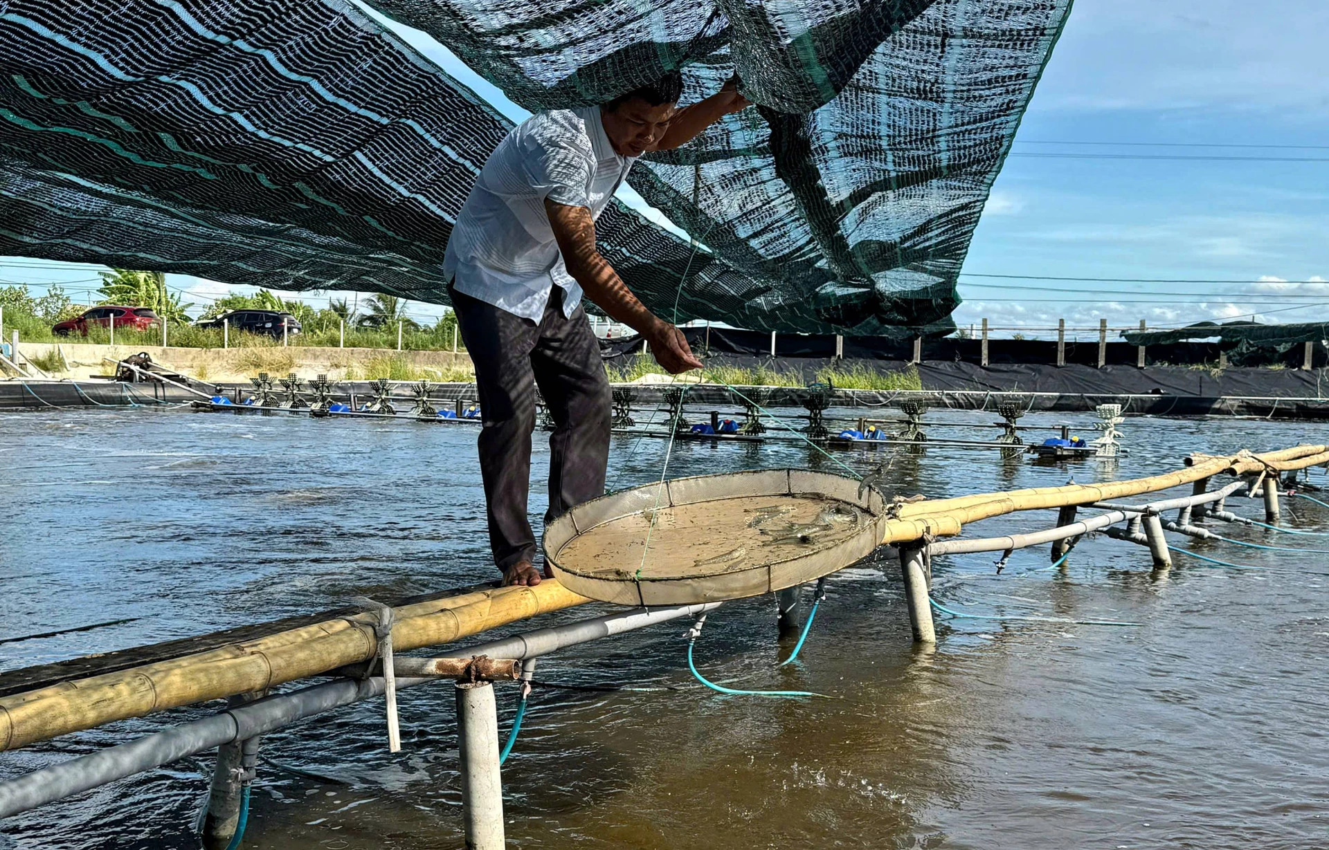ការ​ចិញ្ចឹម​បង្កង​តាម​ដំណើរការ​២​ដំណាក់កាល​ជួយ​បង្កង​លូតលាស់​បាន​ល្អ - រូបថត៖ L.A