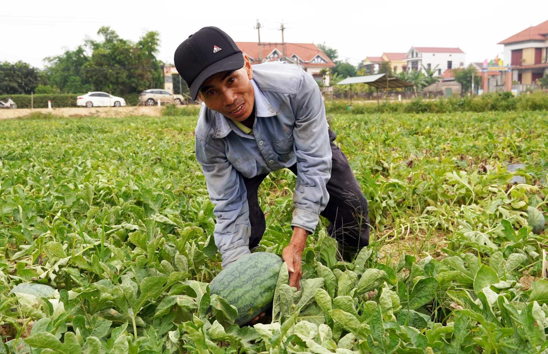 People of Quang Ninh commune boldly change crop structure to increase income - Photo: L.C