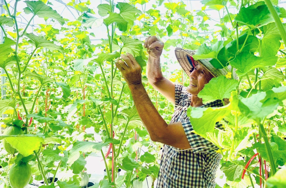 Mr. Le Ngoc Phuc's model of growing melons in a greenhouse in Van La village, Quang Ninh commune - Photo: L.C