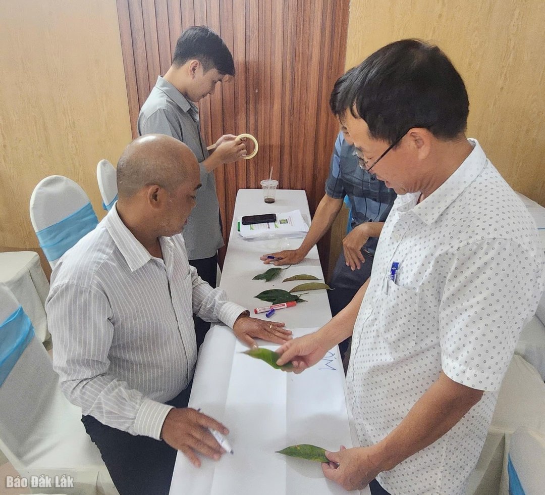 សិស្ស​អនុវត្ត​ការ​កំណត់​សុខភាព​ដើម​ទុរេន​តាម​រយៈ​ស្លឹក។