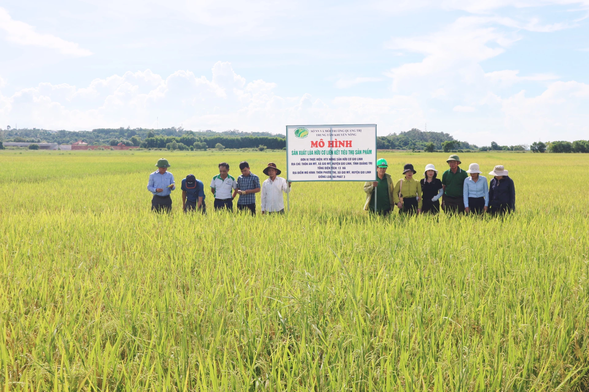 Canh tác hữu cơ giúp cây lúa khỏe, chống chịu sâu bệnh tốt hơn - Ảnh: T.H