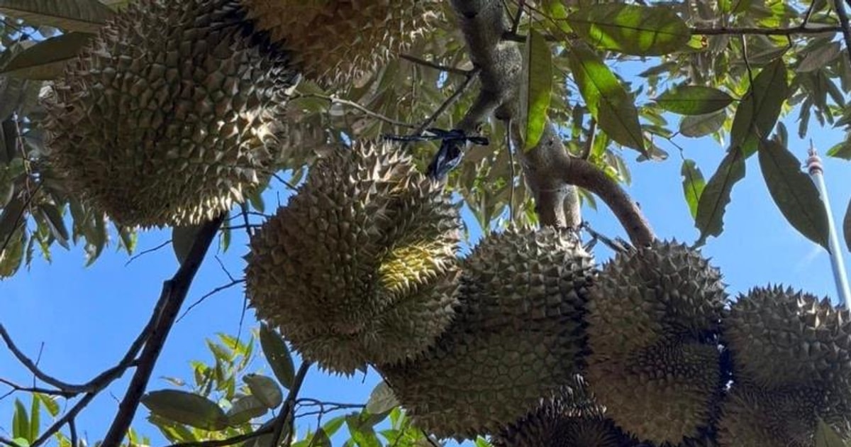 Sầu riêng sượng cơm, nông dân La Dạ thất thu