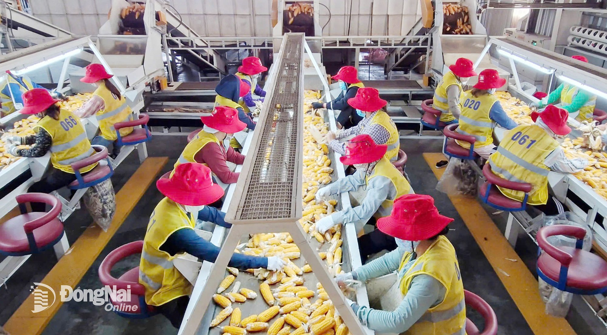 Maissaatgutproduktion bei C.P. Vietnam Seed Company Limited, einem Mitglied der C.P. Group (Thailand)