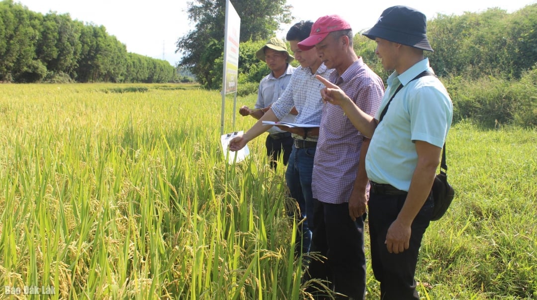 អង្គភាព​អនុវត្ត​គម្រោង​សាកល្បង​គំរូ​ដាំ​ស្រូវ​ដោយ​ប្រើ​ផលិតផល​ជីវសាស្ត្រ​នៅ​ឃុំ​តៃហូវ។  