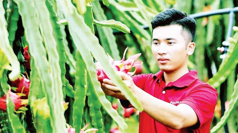 Người dân ở phường Chiềng Cơi (Sơn La) thu hoạch thanh long. (Ảnh TTXVN)