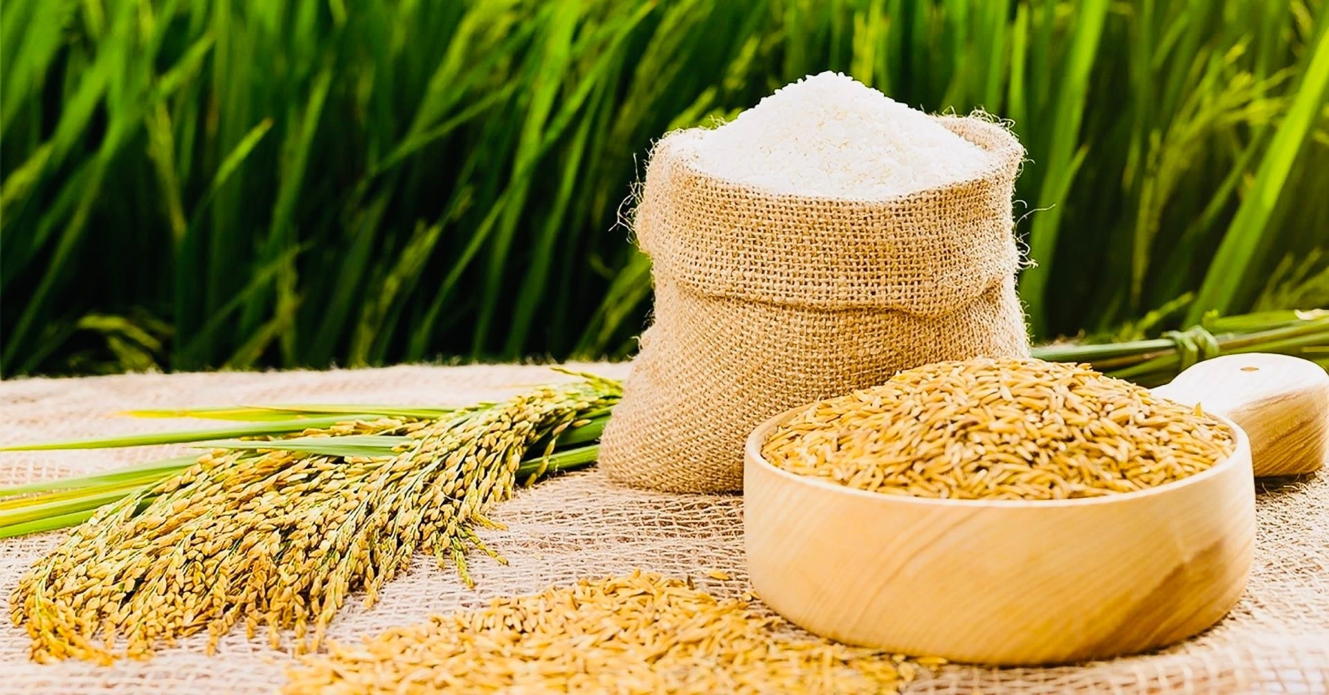 តម្លៃអង្ករថ្ងៃនេះ ថ្ងៃទី 19 ខែកញ្ញា៖ តម្លៃក្នុងស្រុកមានស្ថិរភាព ការនាំចេញធ្លាក់ចុះ