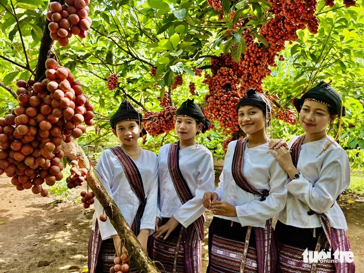 Vườn đỏ Vân Hòa hút khách - Ảnh 1.