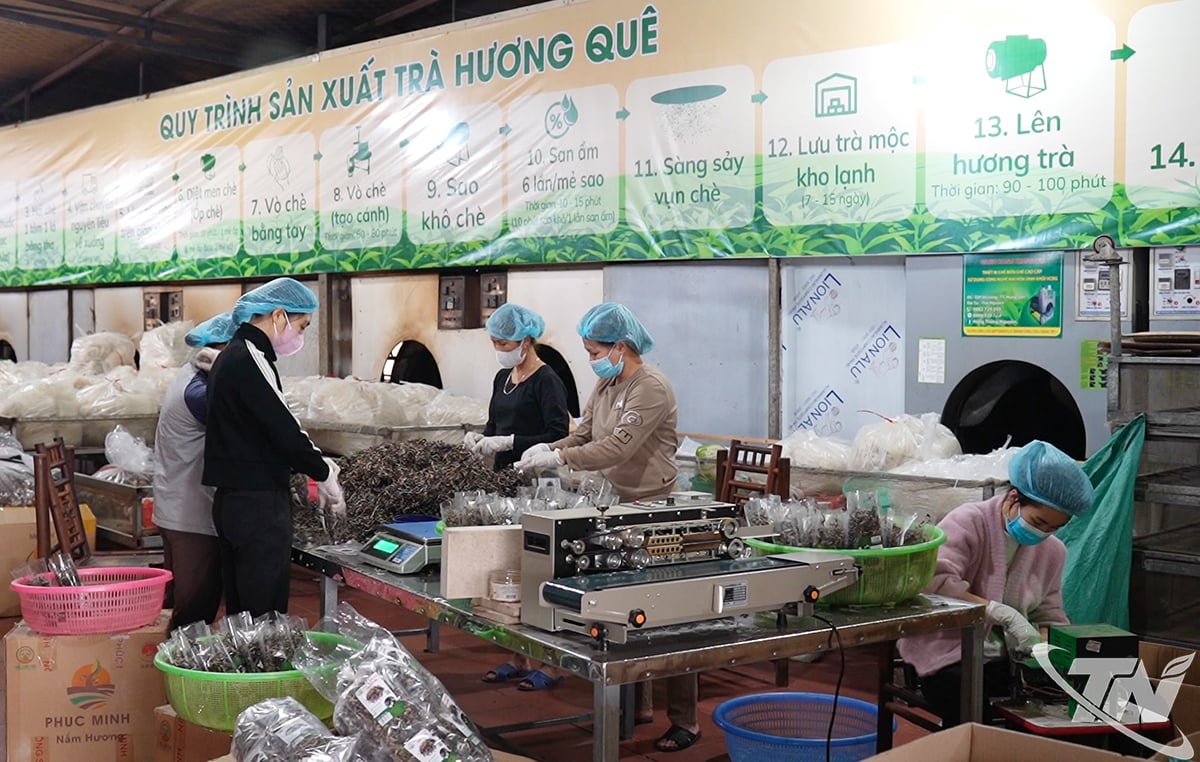 Produktion von sauberem Tee bei der Phu Luong Agricultural Cooperative.
