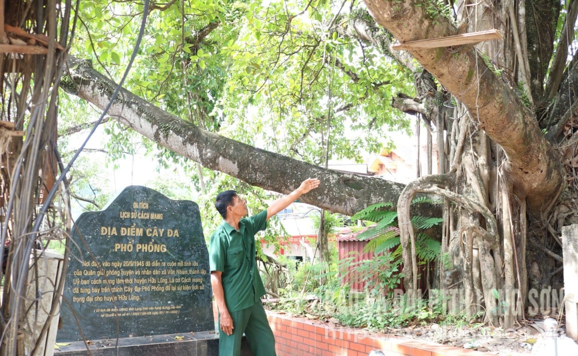 Herr Nguyen Quang Hop, Parteizellensekretär und Dorfvorsteher von Phong, stellte das historische Relikt des Banyanbaums im Dorf Phong und das Phong-Fest im Dorf vor.