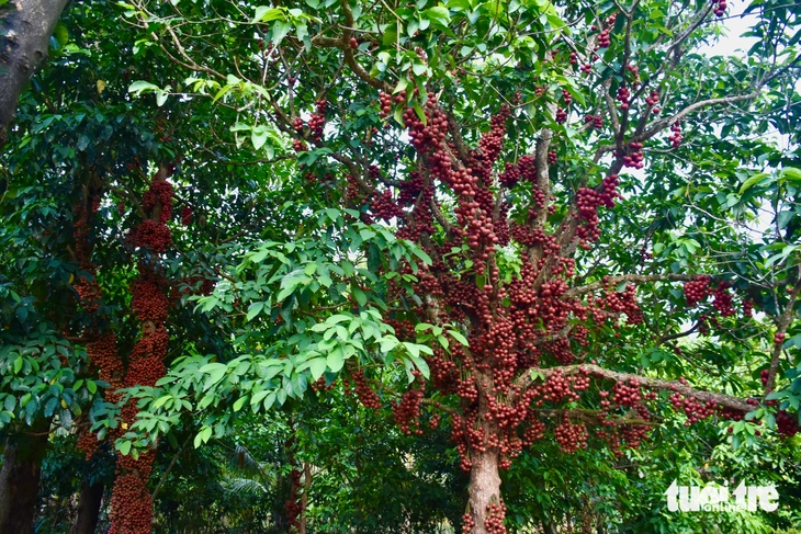 Vườn đỏ Vân Hòa hút khách- Ảnh 4.